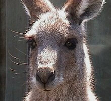 Kangaroo face.