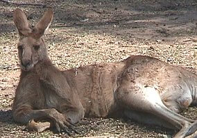 A lazy kangaroo.