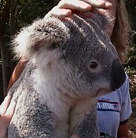 A fuzzy koala.