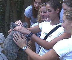 Petting a Koala.