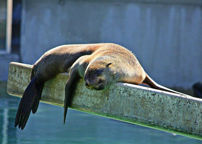 sleeping-seal