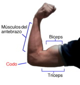 arm-muscles