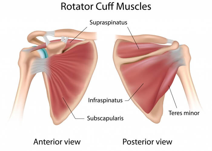 Rotator cuff muscles