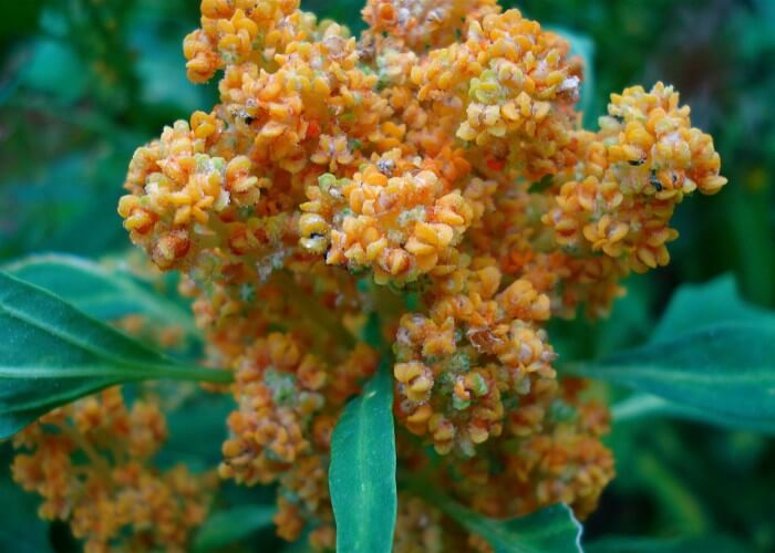 quinoia-flowering-grains