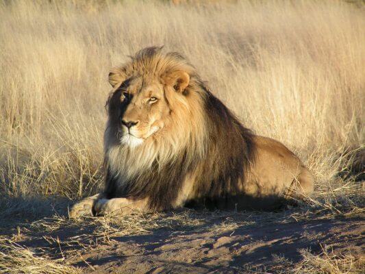 Don Gambril Speaks Out On Cecil The Lion Controversy