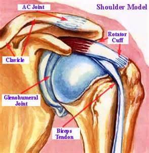 shoulder-diagram-injuries