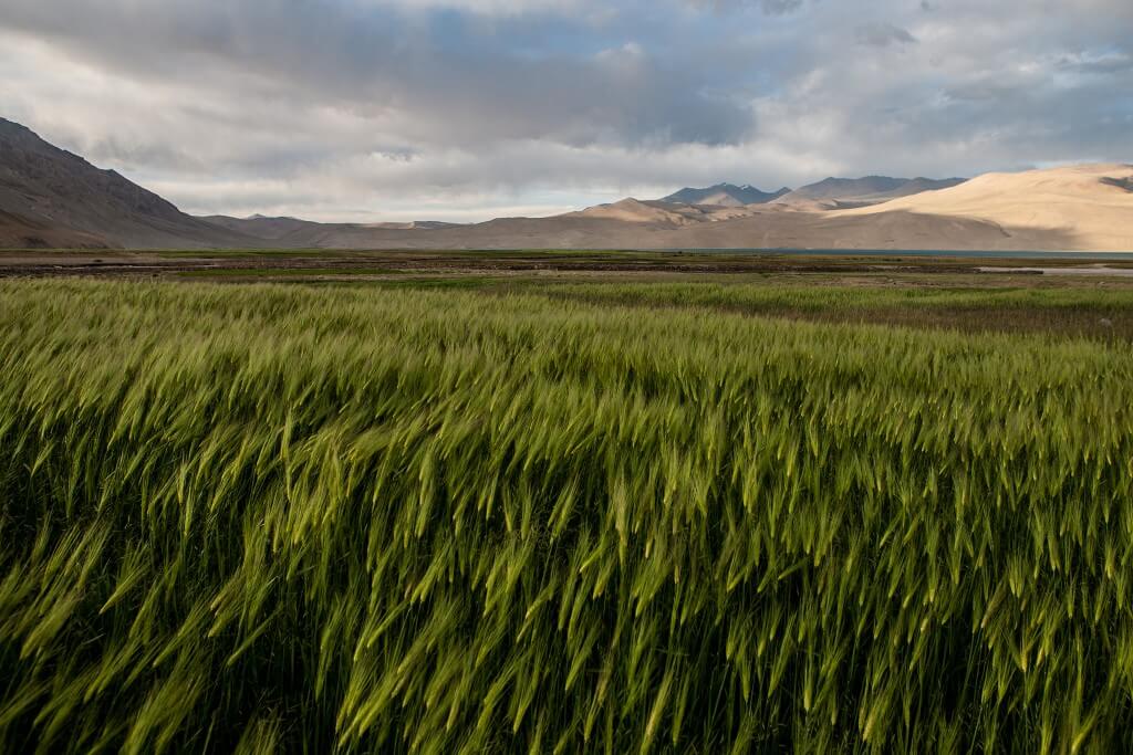 barley-fields-flickr-grains