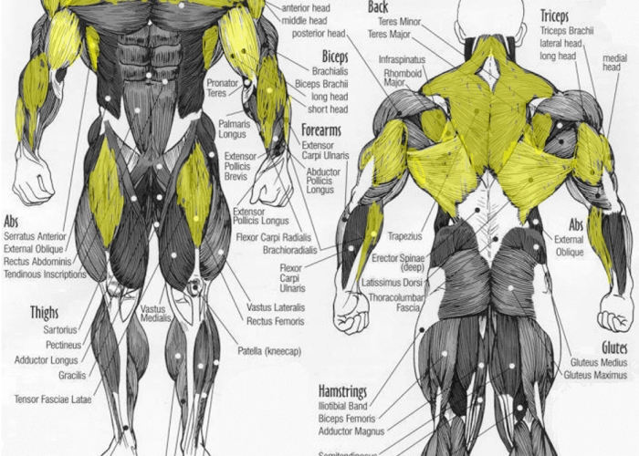 A Look at Swimmer Muscles by Stroke