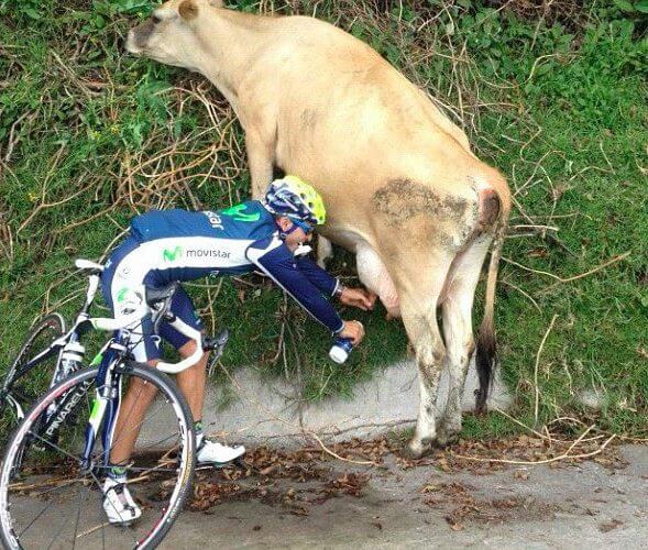 Triathlete Milking Cow
