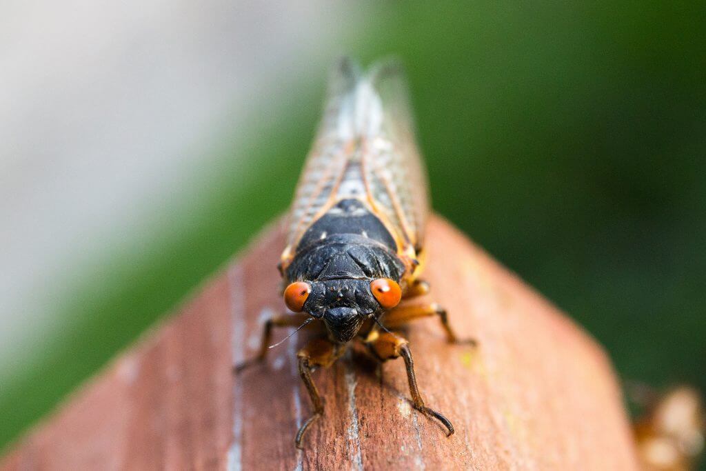 cicada-close-up-insect