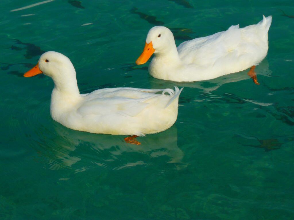 cute-ducks-swimming