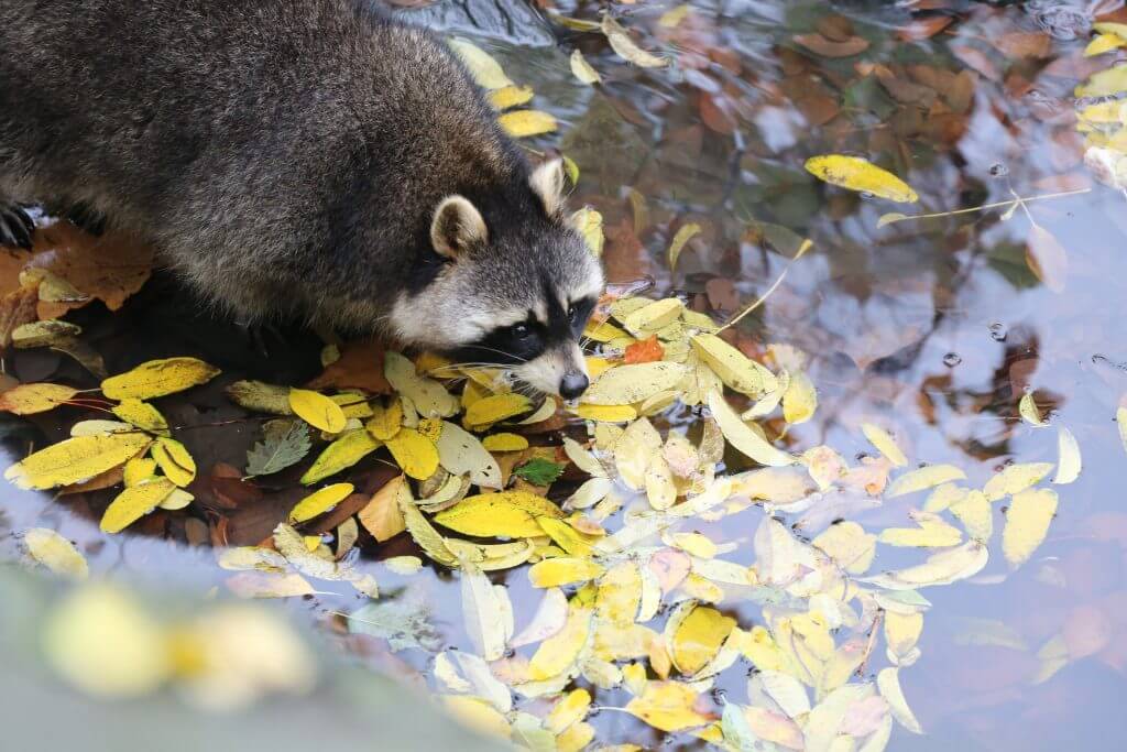 cute-raccoon-in-water