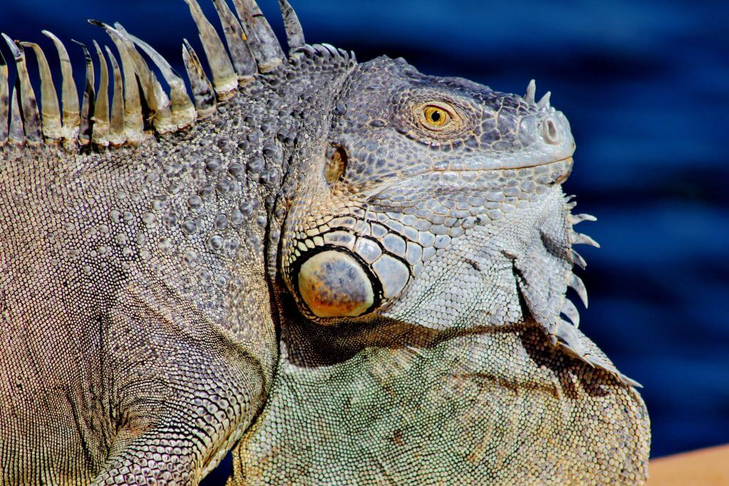 iguana-big