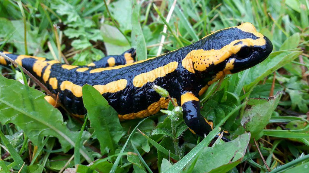 salamander-newt