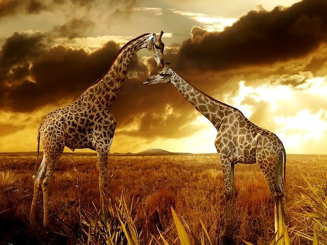 African Safari - giraffes