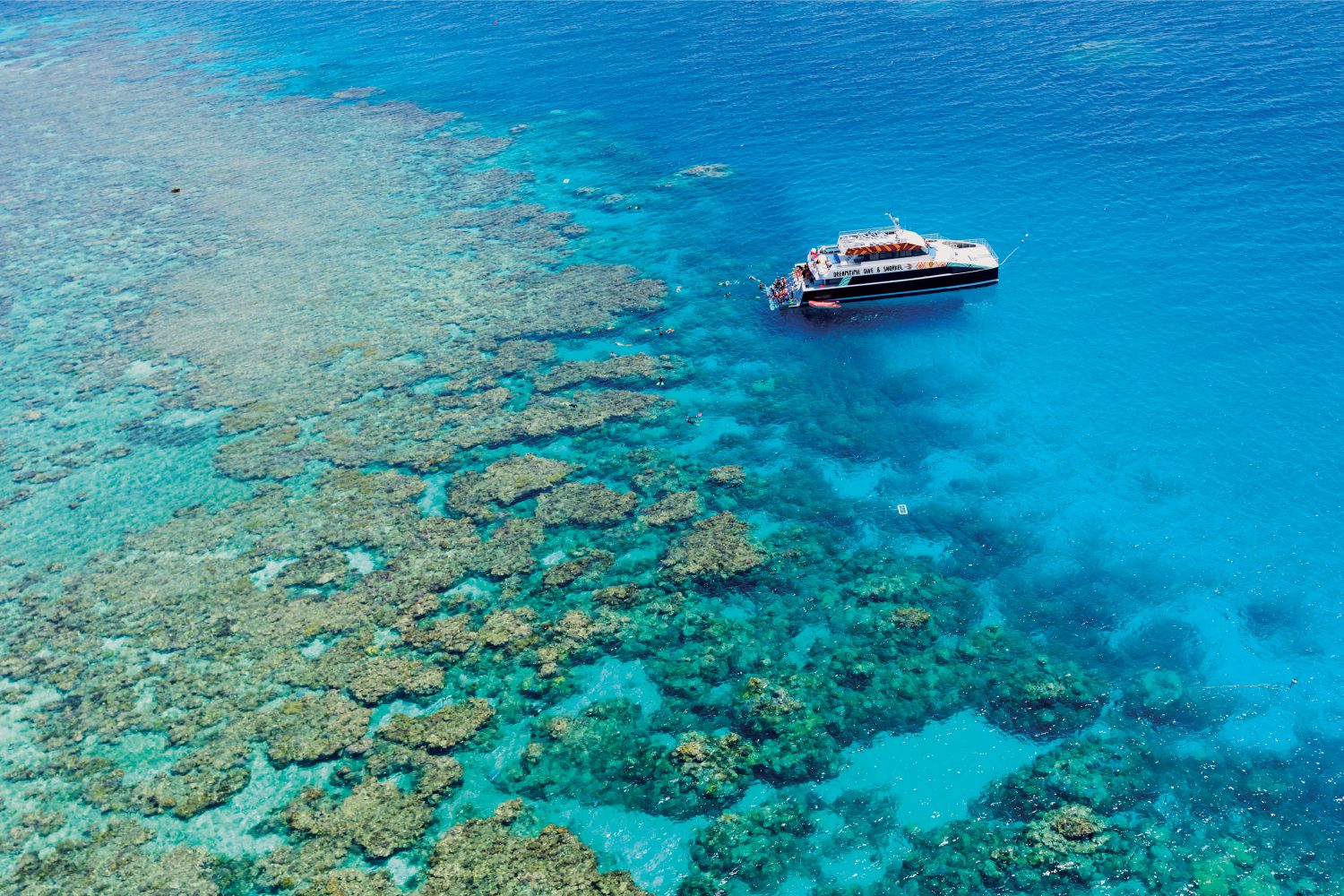 Australian Dolphins Swim Team Visit Great Barrier Reef Swimming World News