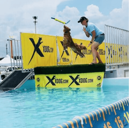 Diving Dogs A New Twist on Fetch Swimming World News