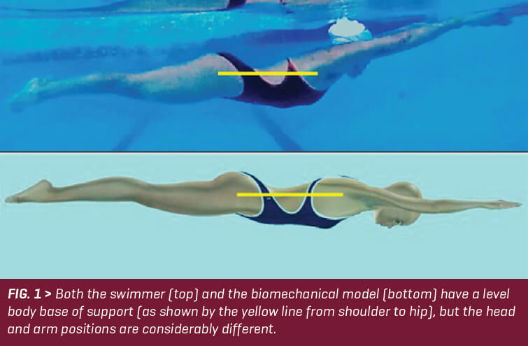 SW August 2020 - Swimming Technique Concepts - Development of an Optimal Model For Technique - Part VIII-- Body Base of Support For Breaststroke By Rod Havriluk - FIG 1