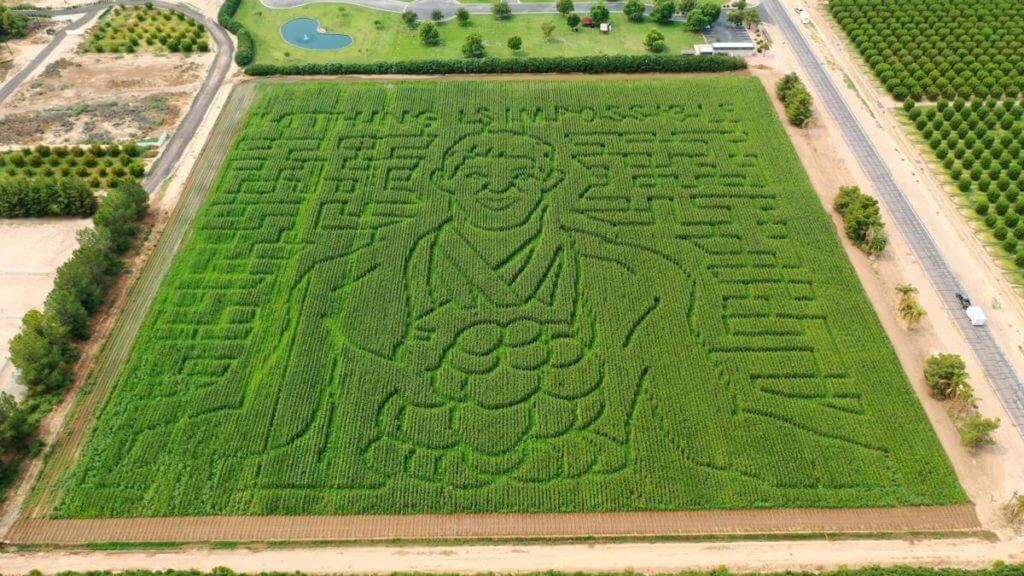 michael-phelps-corn-maze