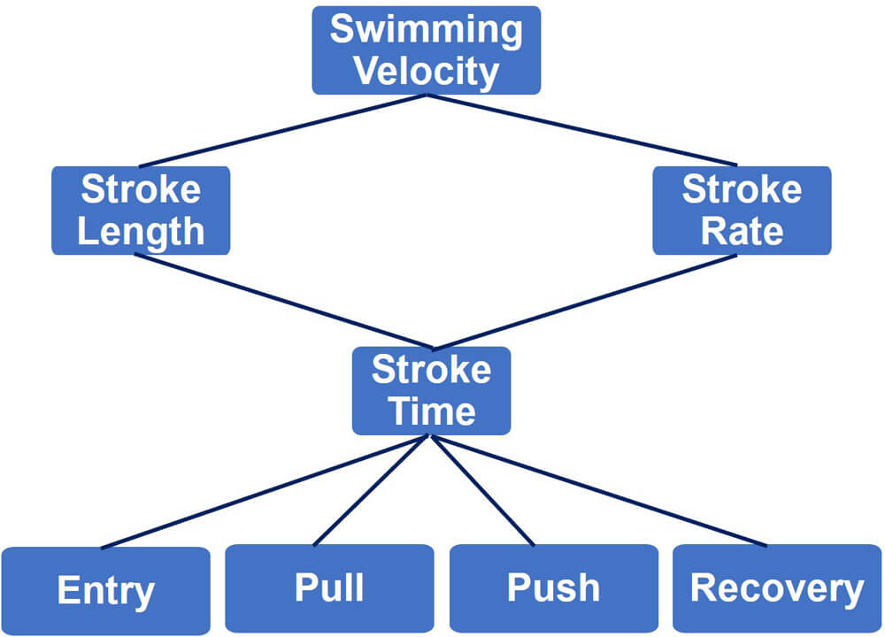 Swimming World June 2021 -Swimming Technique Concepts - Maximizing Swimming Velocity Part 2 - Stroke Cycle Phase